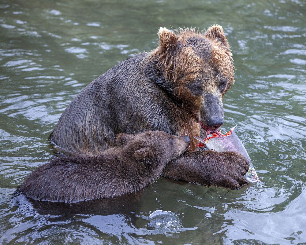 Фотография автора Анатолий Макоедов