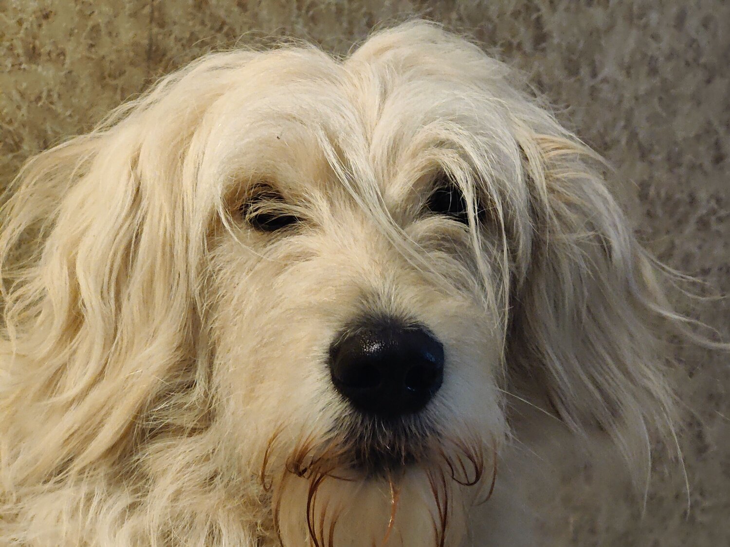 Photo #11313302