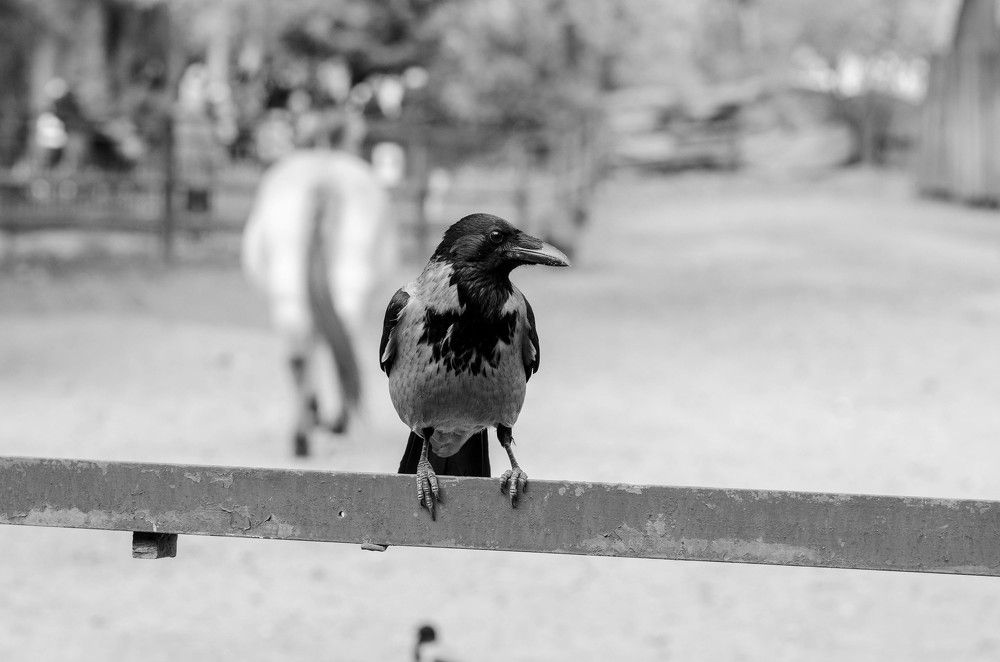 Фотография автора Владимир Брызгунов