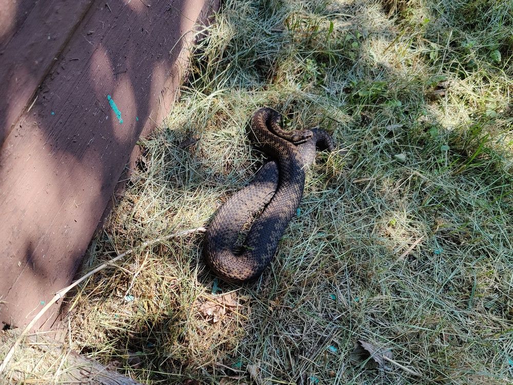 Photo #11313408