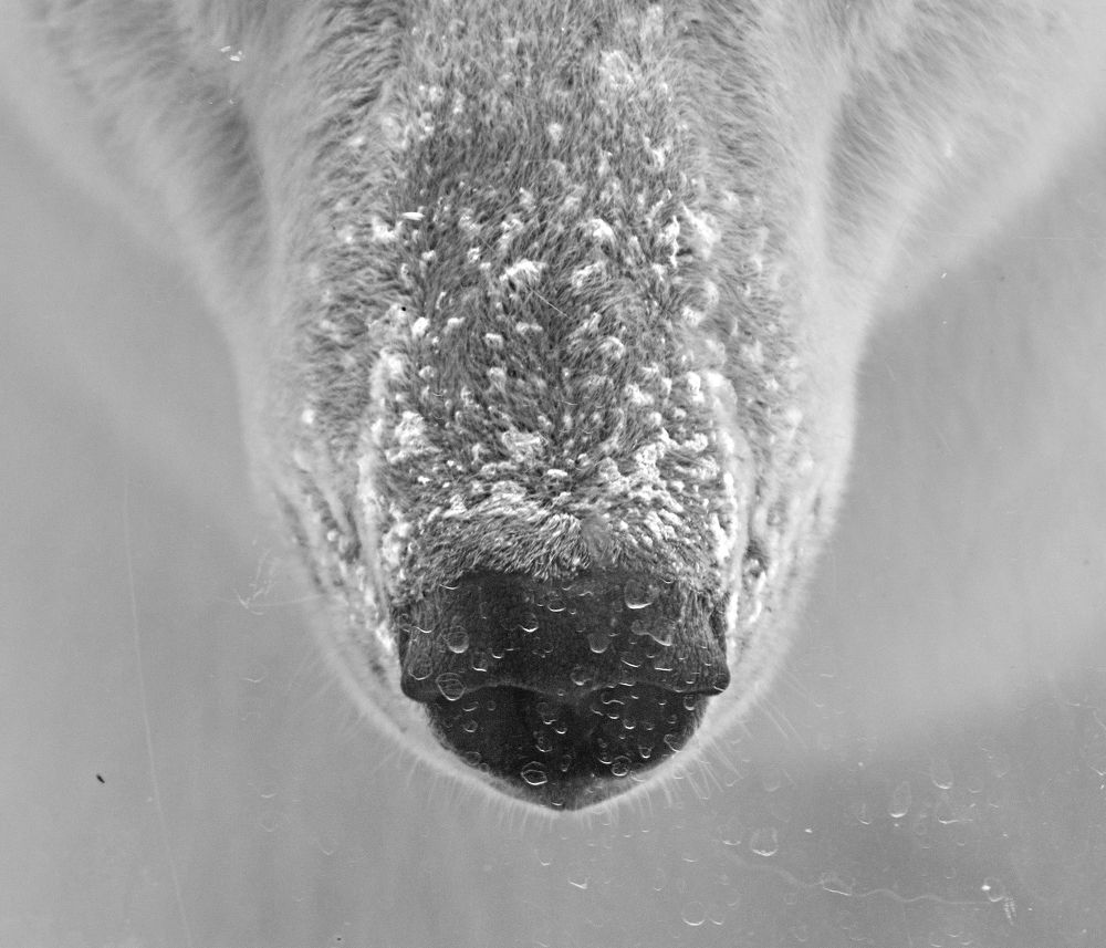 Photograph by Игорь Зиновьев