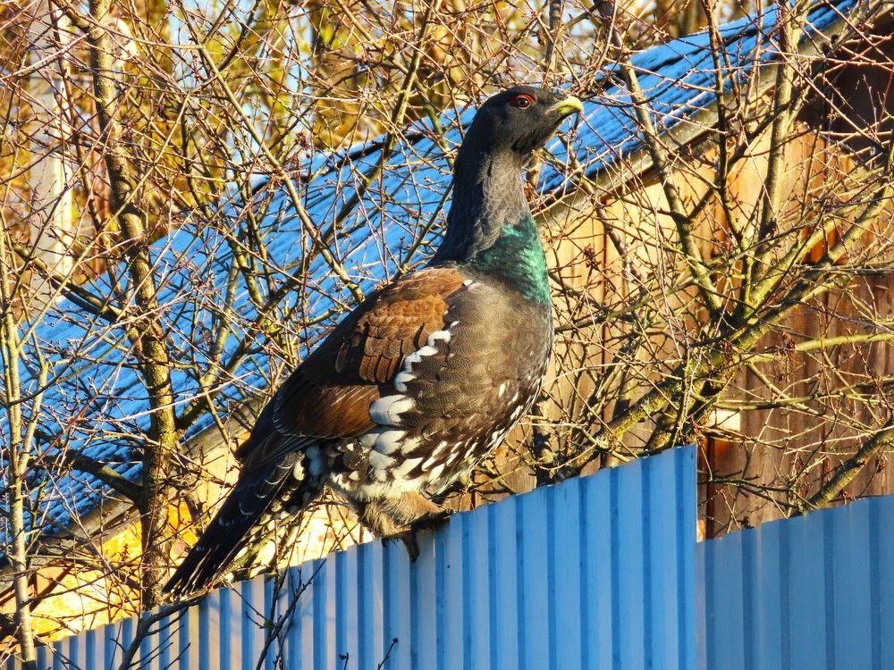 Глухарь прилетел в гости