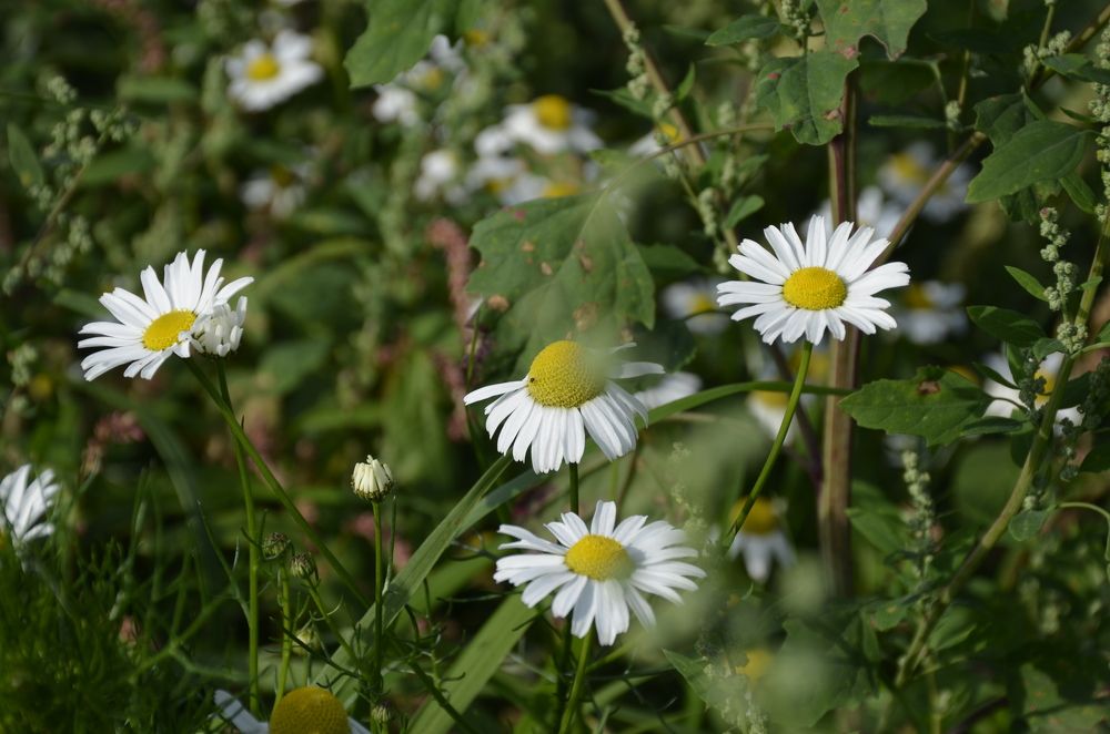 Фотография автора Алексей Власов