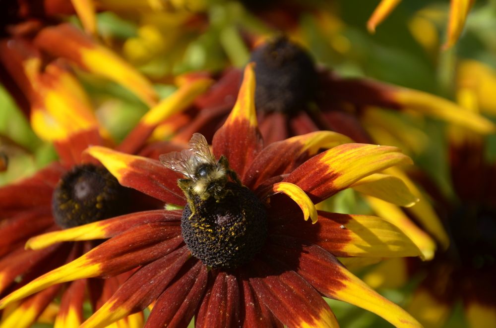 Фотография автора Алексей Власов