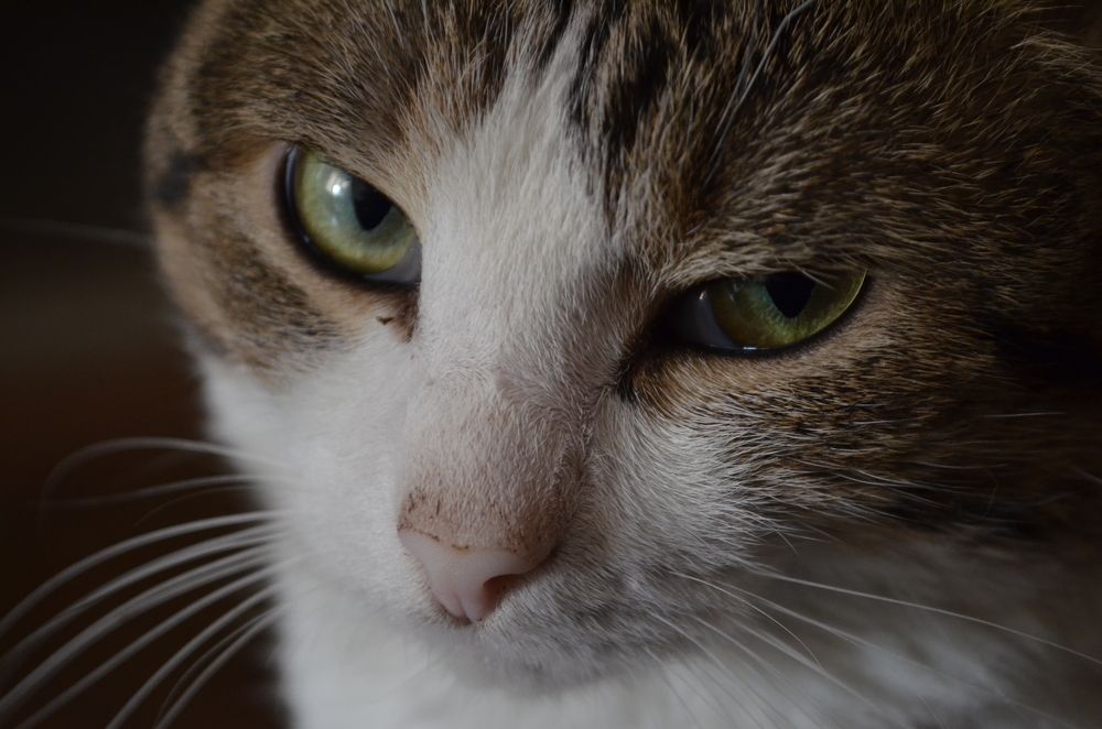 Фотография автора Алексей Власов