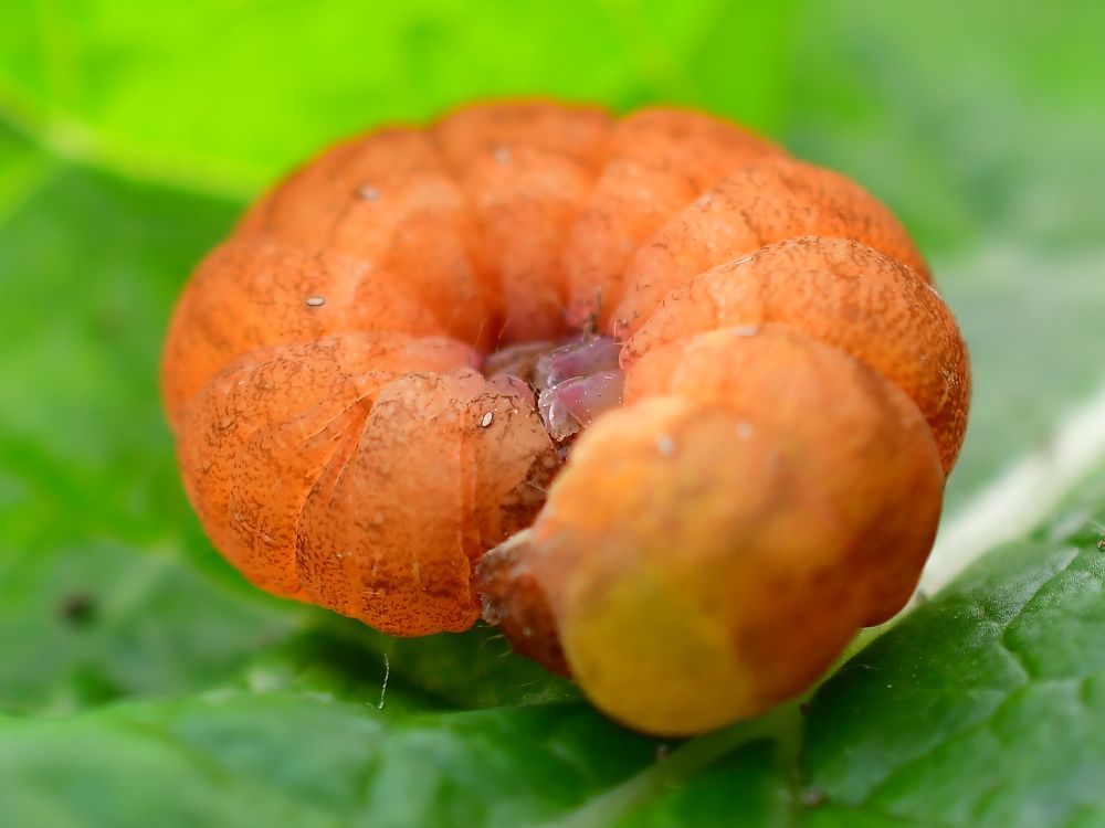 Photograph by Николай Абакумов