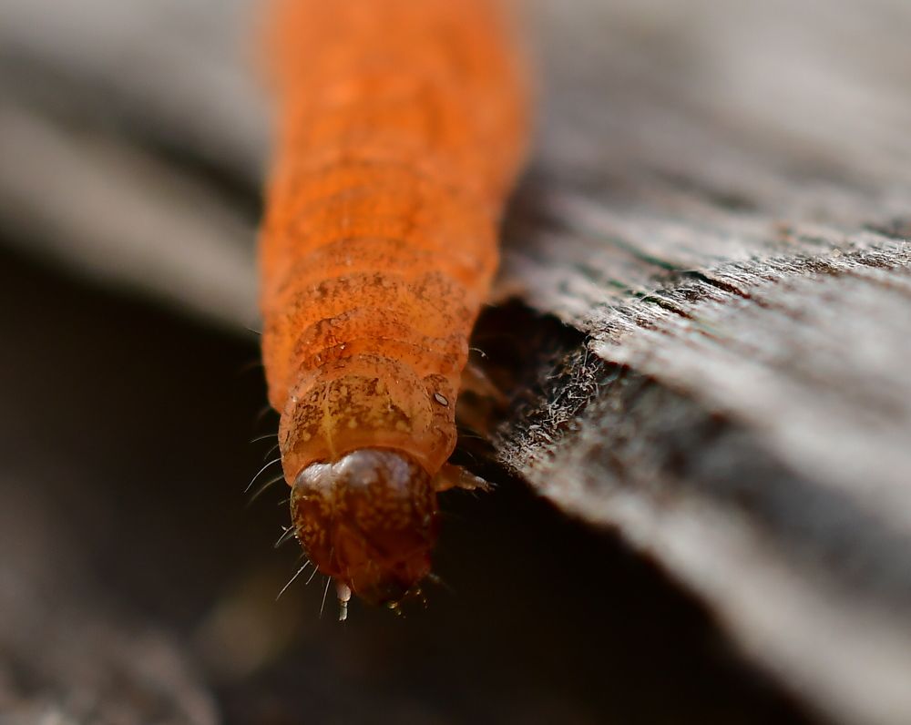 Photograph by Николай Абакумов