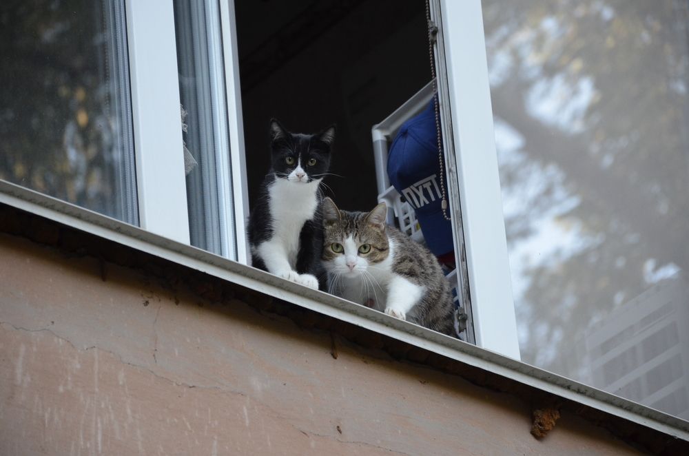 Фотография автора Алексей Власов