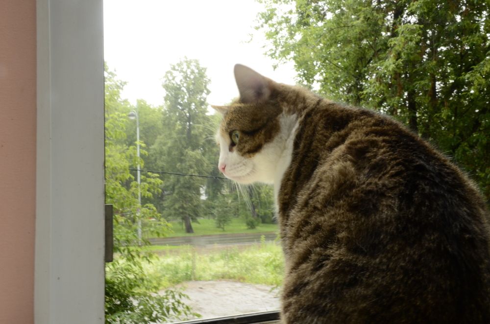 Фотография автора Алексей Власов