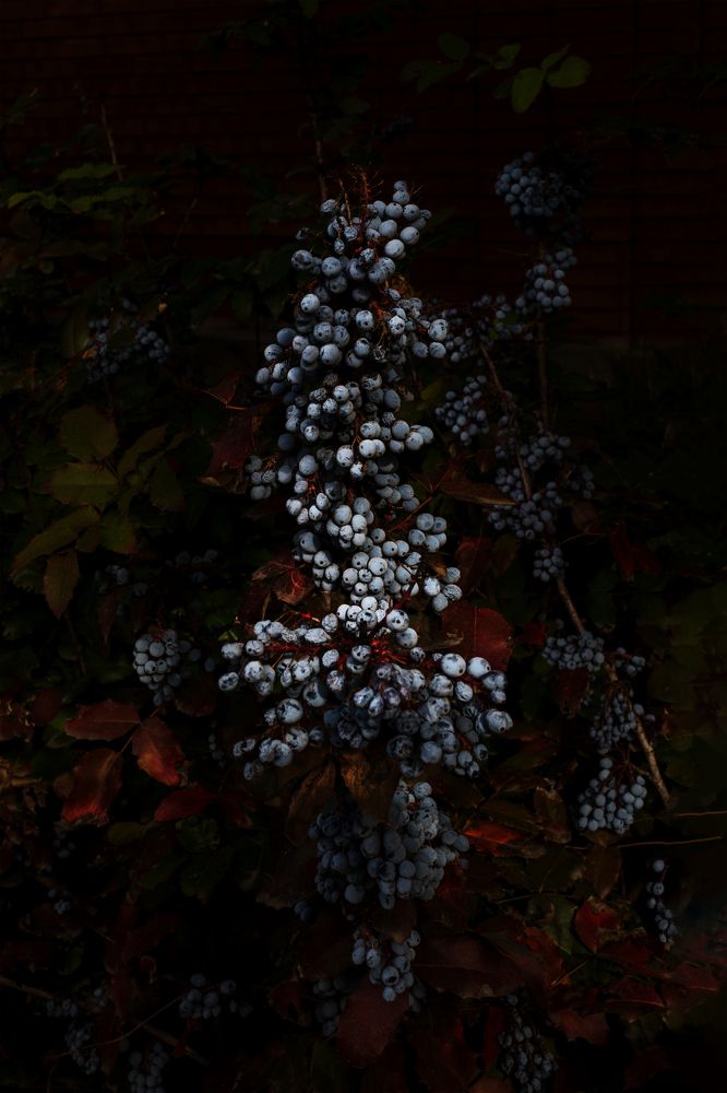 Фотография автора Ирина Сафонова