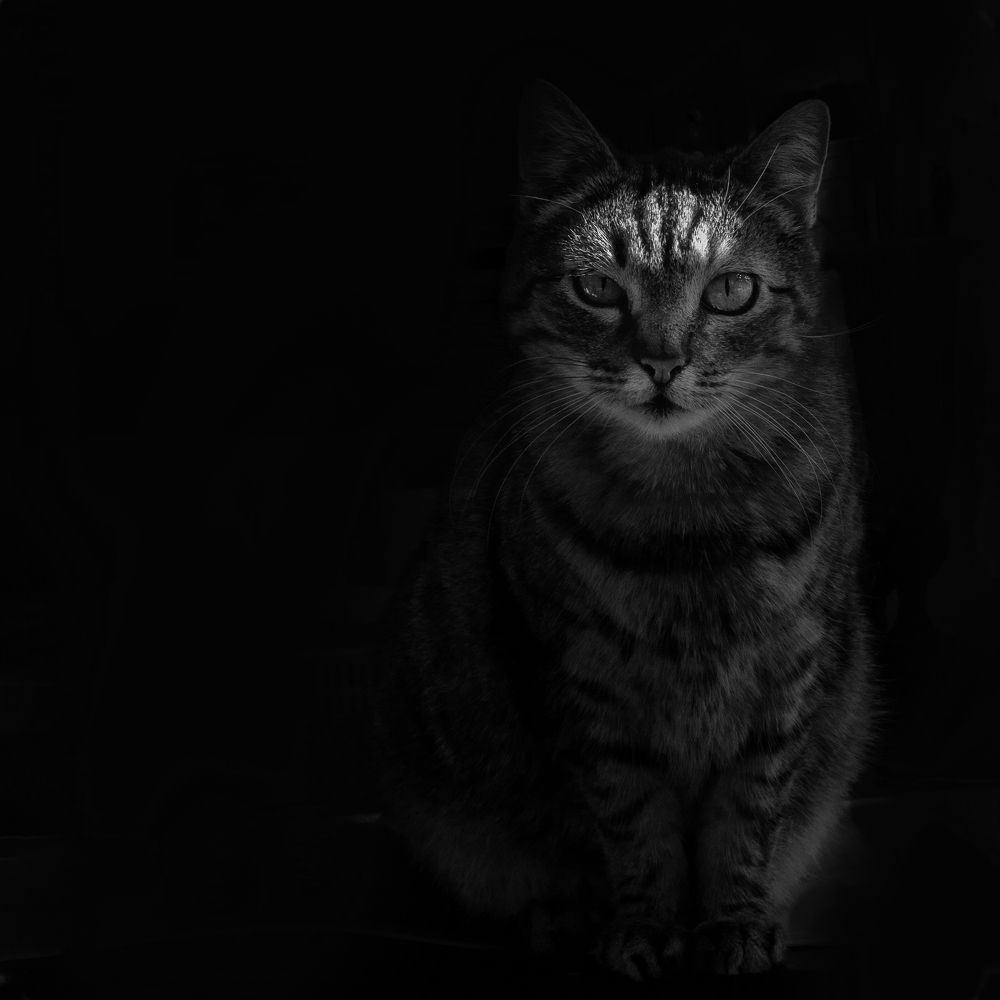 Фотография автора Ирина Сафонова