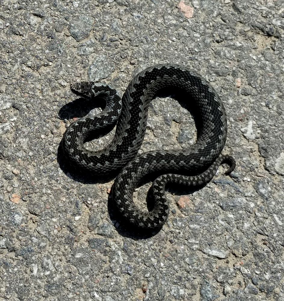 Photograph by Ирина Арканова