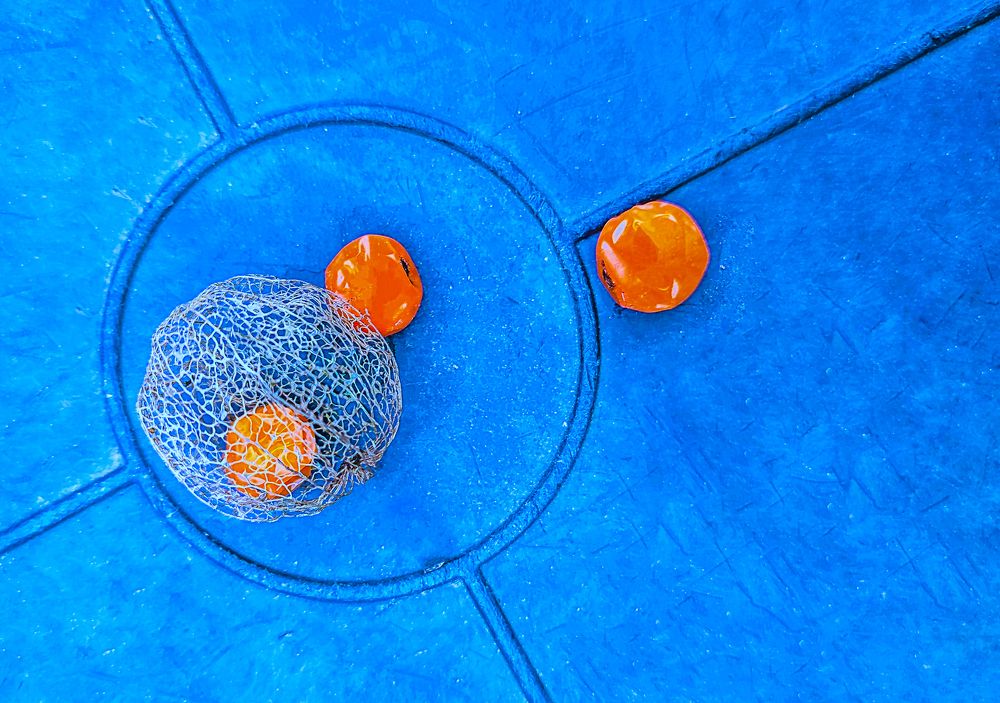 Зимний физалис / Winter Physalis