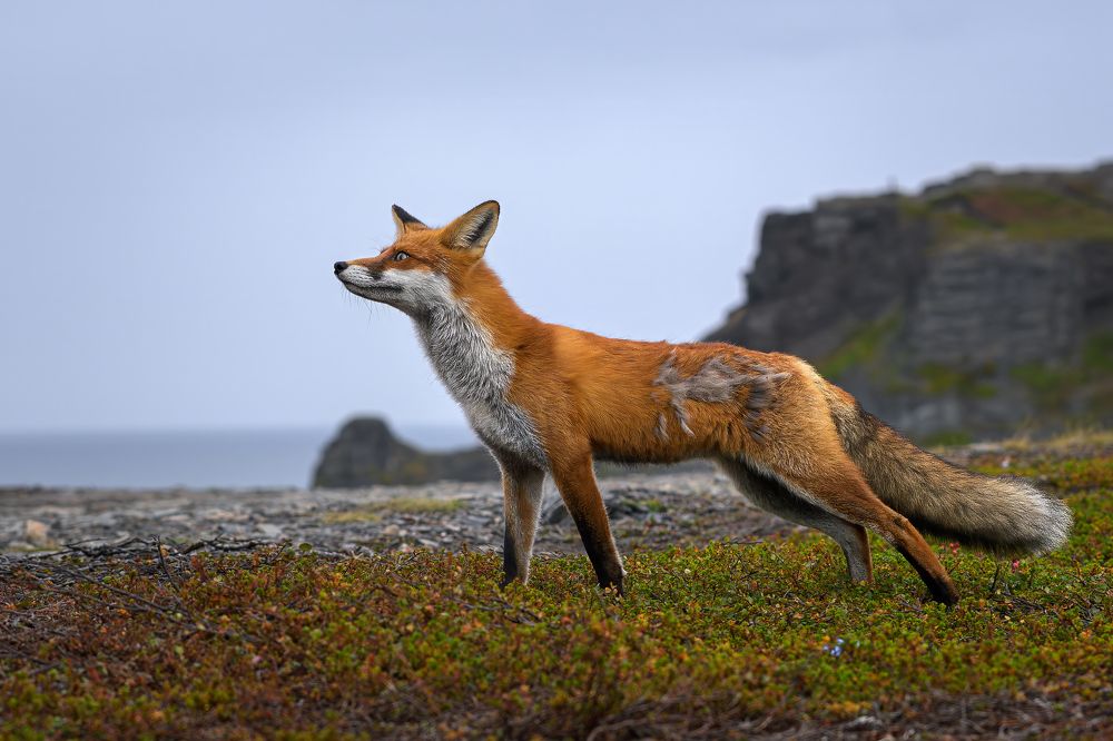 Photograph by алексанндр микулин