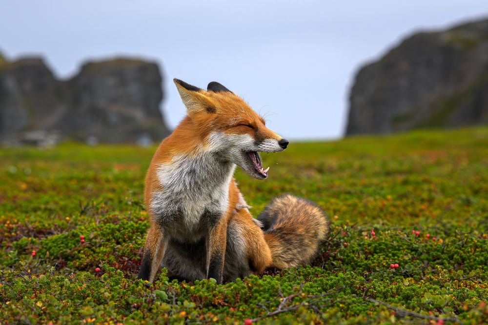 Photograph by алексанндр микулин