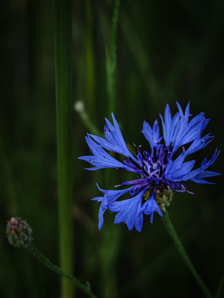 Photograph by Александра Шилова