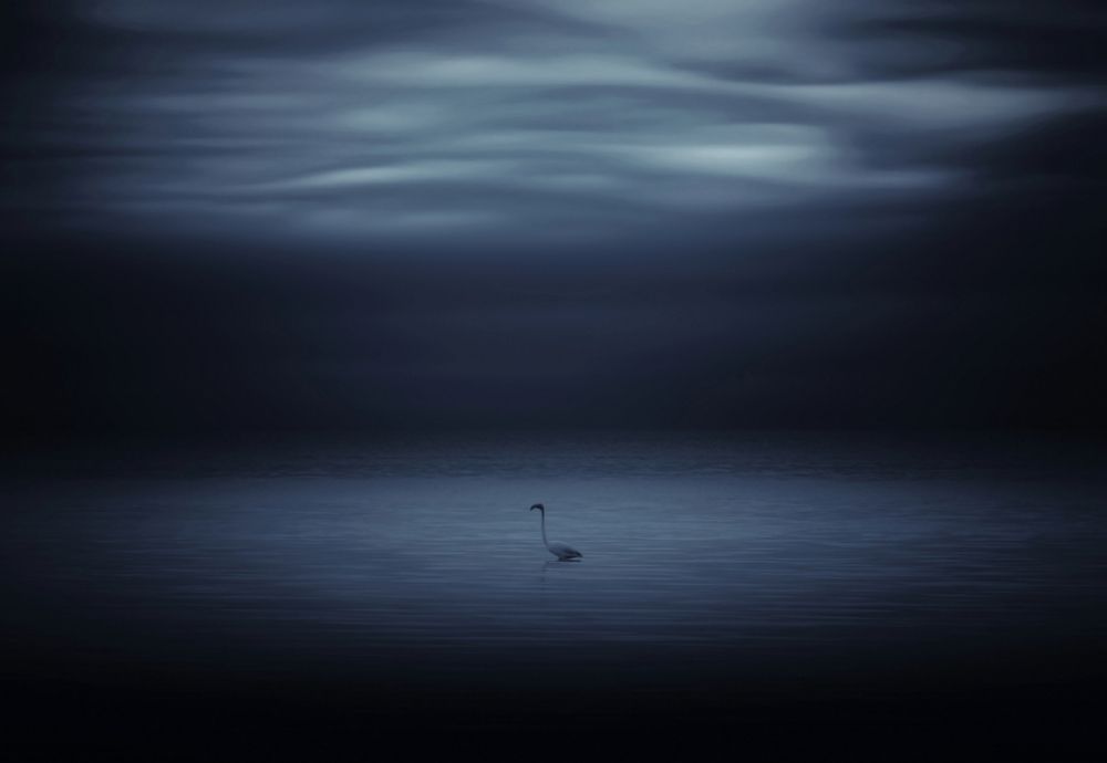 Фотография автора Alireza Bagheri Sani