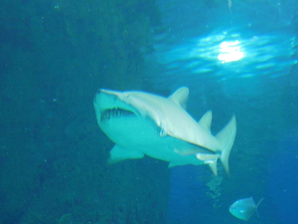 Photograph by Светлана Зотова