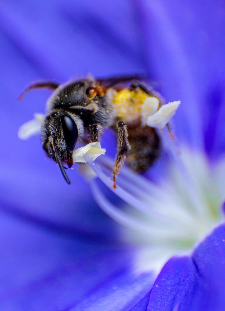 Photograph by Dewindu H. Fernando