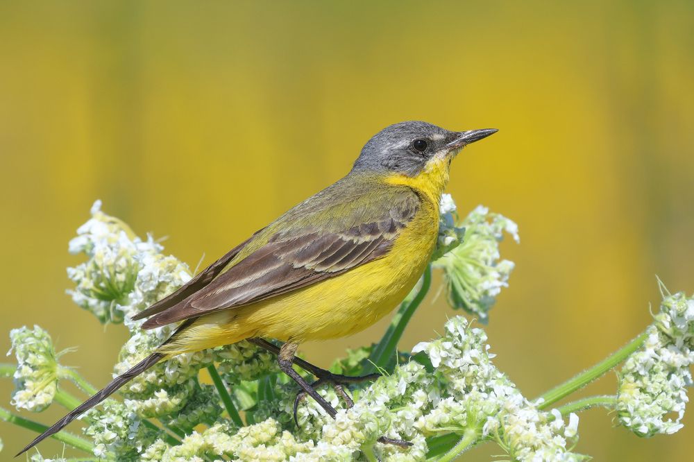 Фотография автора Григорий Борняков