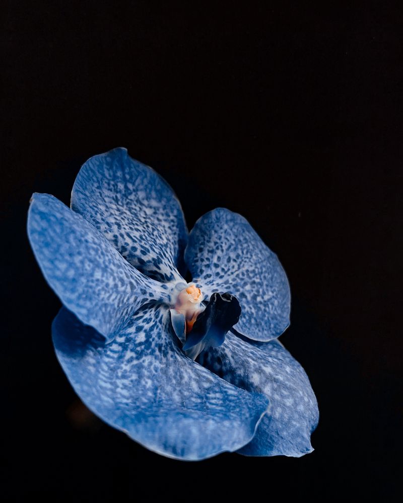 Photograph by Олена Уманцева