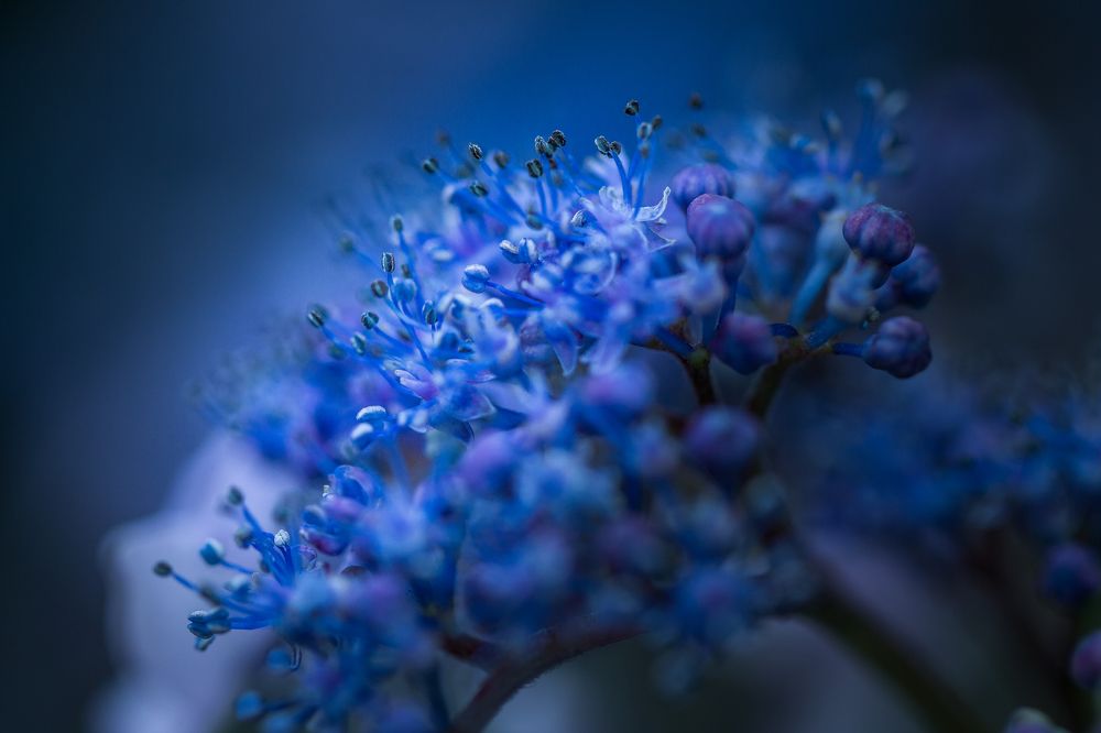 Фотография автора Анна Олещук