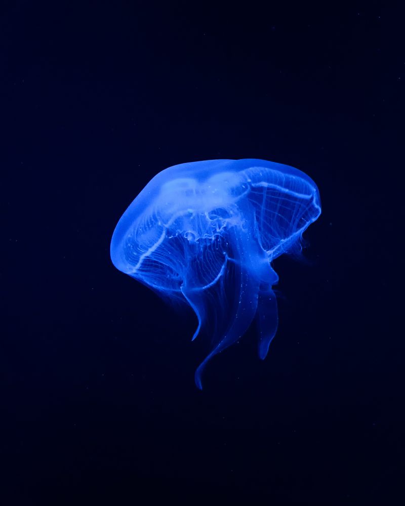 Фотография автора Анна Олещук