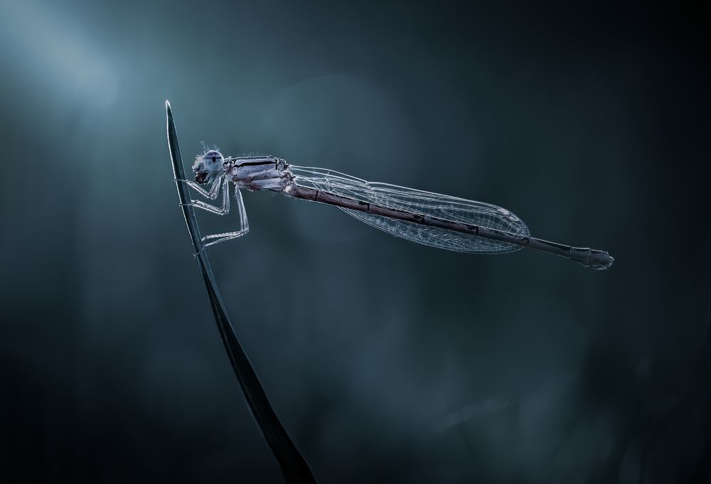 Photograph by Atul Saluja