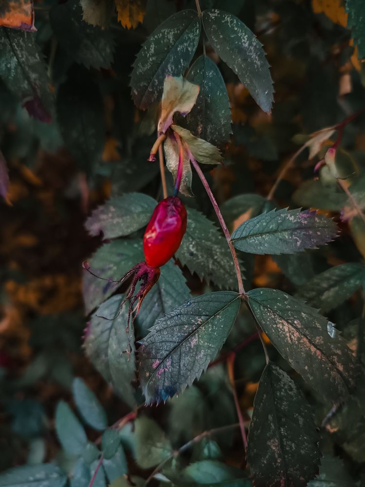 Photograph by Екатерина Попко
