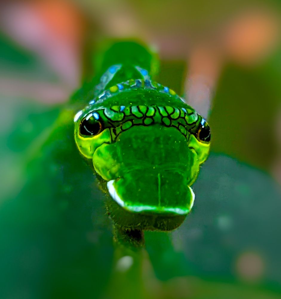 Photograph by SARAVANA MANICKAM