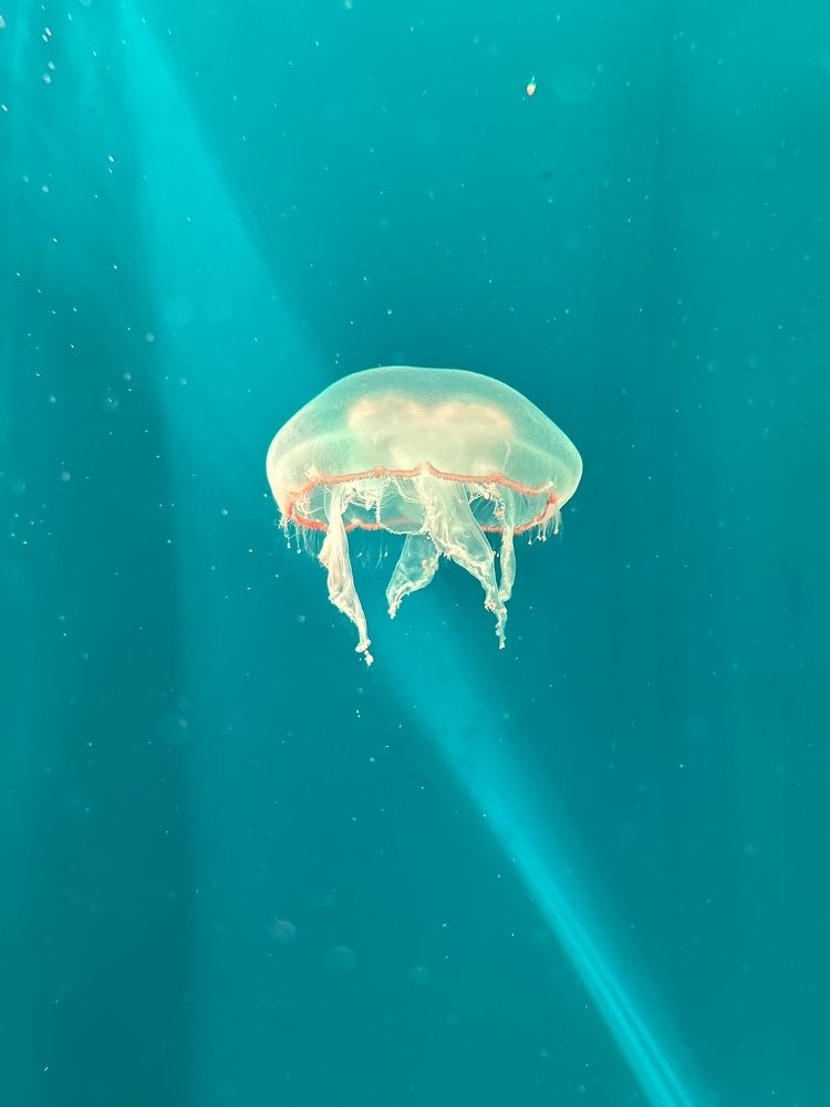 Photograph by Светлана Фёдорова