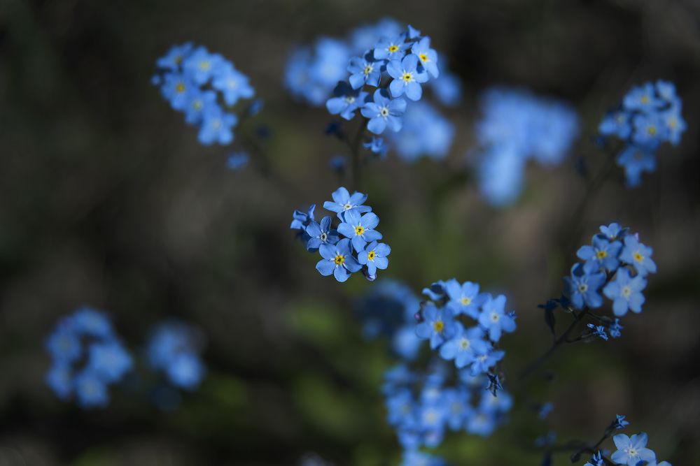 Photograph by Наталья Дроздова