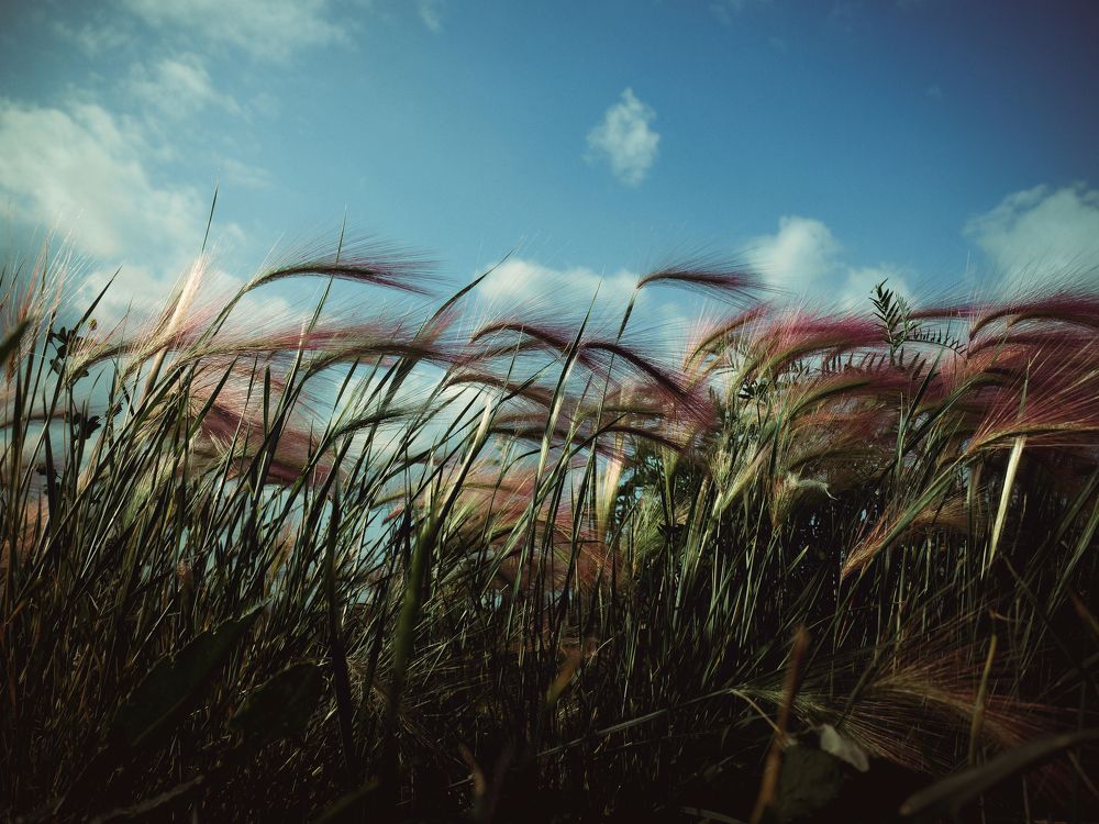 Photograph by Grebnev (DicDoc) Dmitriy