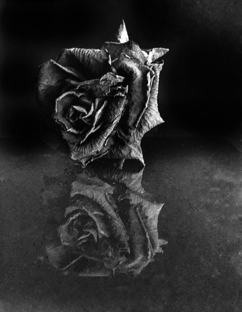 Фотография автора Светлана Гончарова