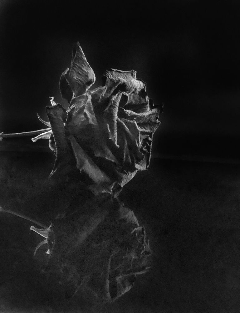 Фотография автора Светлана Гончарова