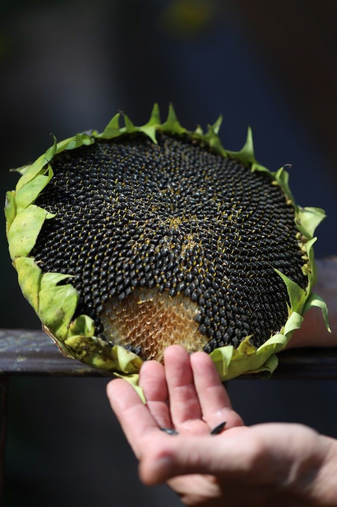 Photograph by Елена Тимченко