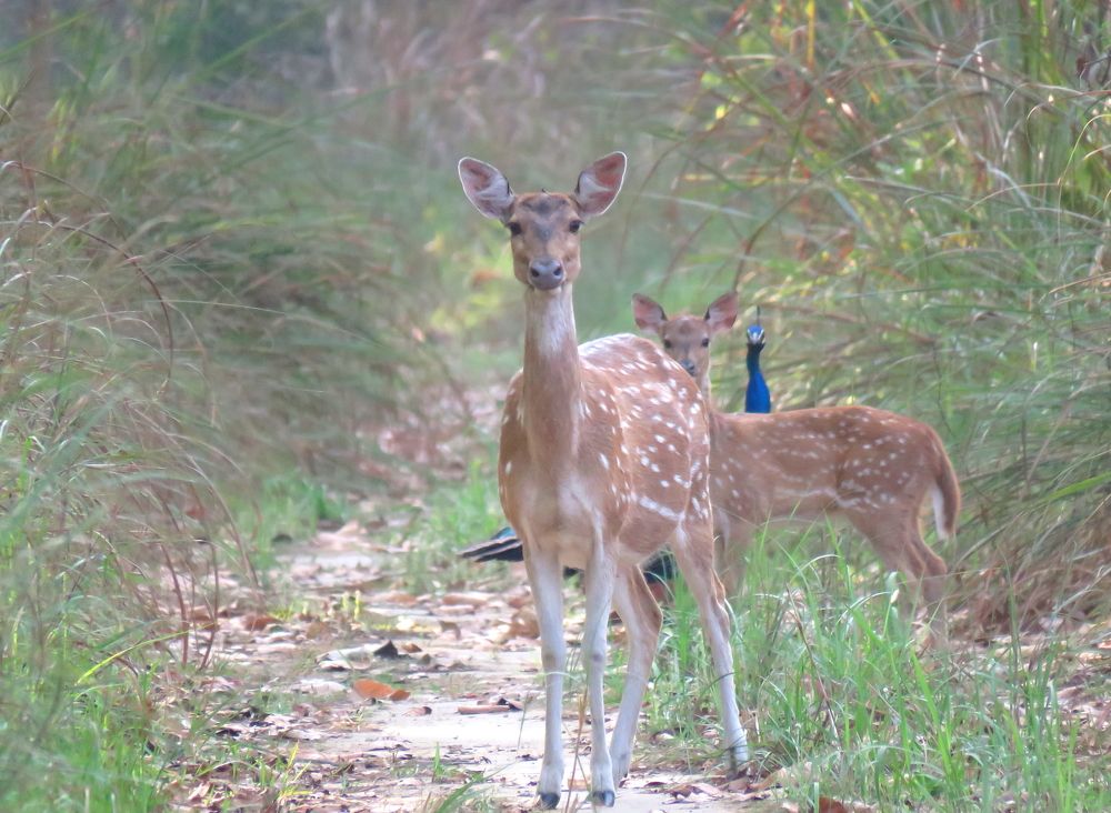 Undercover agent 1 behind agent 2 behind agent 3
