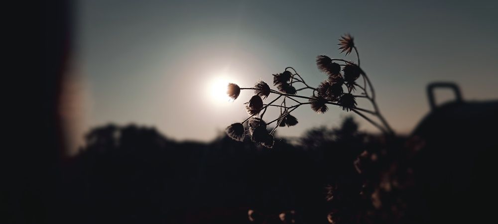 Photo #11315650