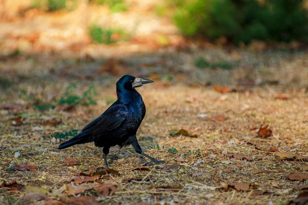 Важная птица