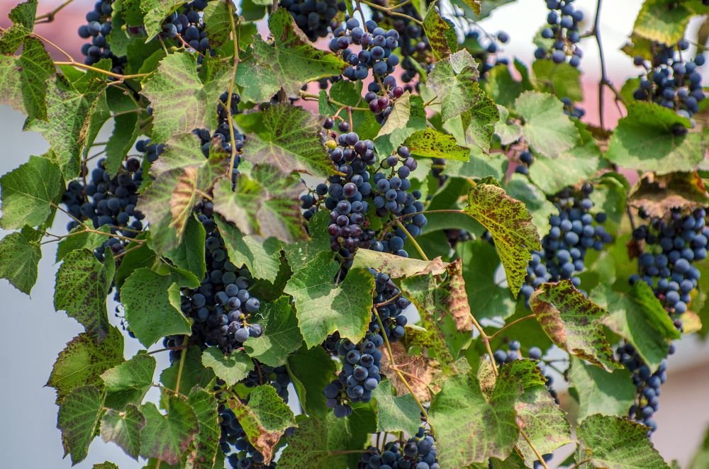 Photograph by Галина Григорьева