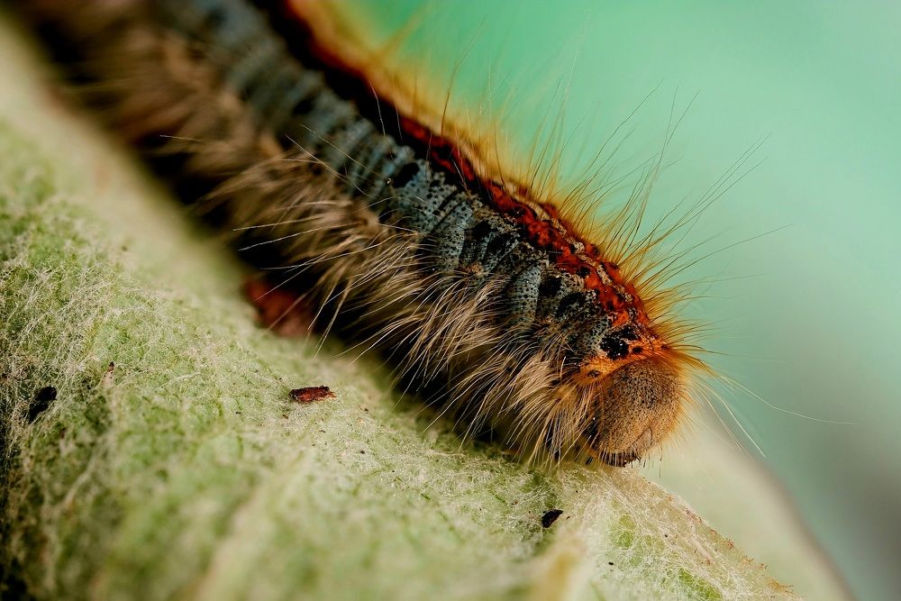 Фотография автора Роман Сергеевич