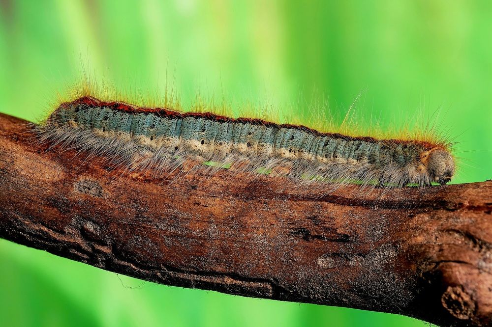 Фотография автора Роман Сергеевич