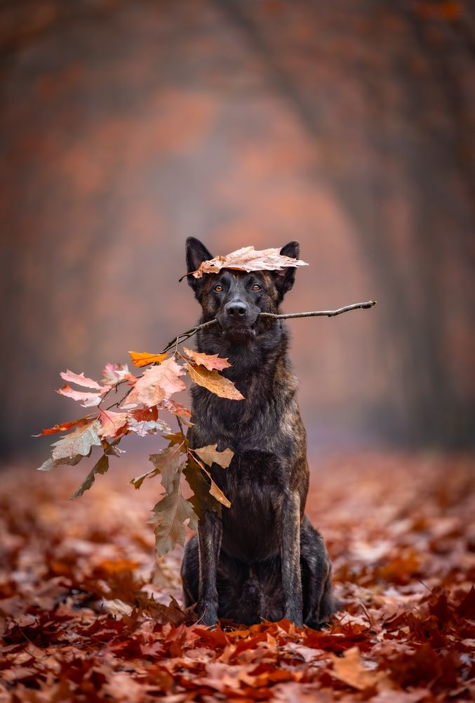 Photograph by Shanna van Mens