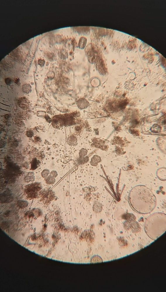 Мир микроскопических водорослей