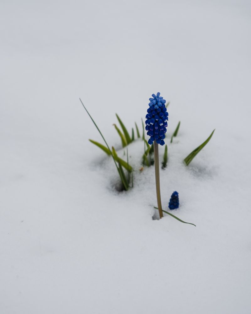 Майский снегопад