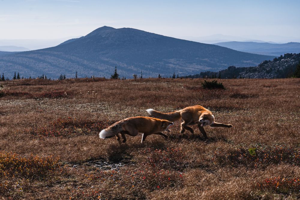 Лисьи догонялки