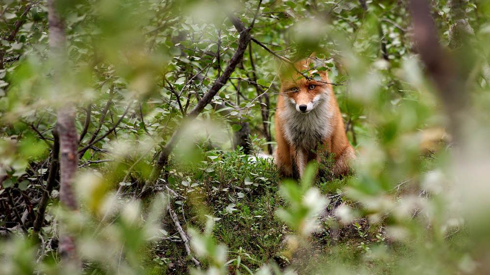 Photograph by алексанндр микулин