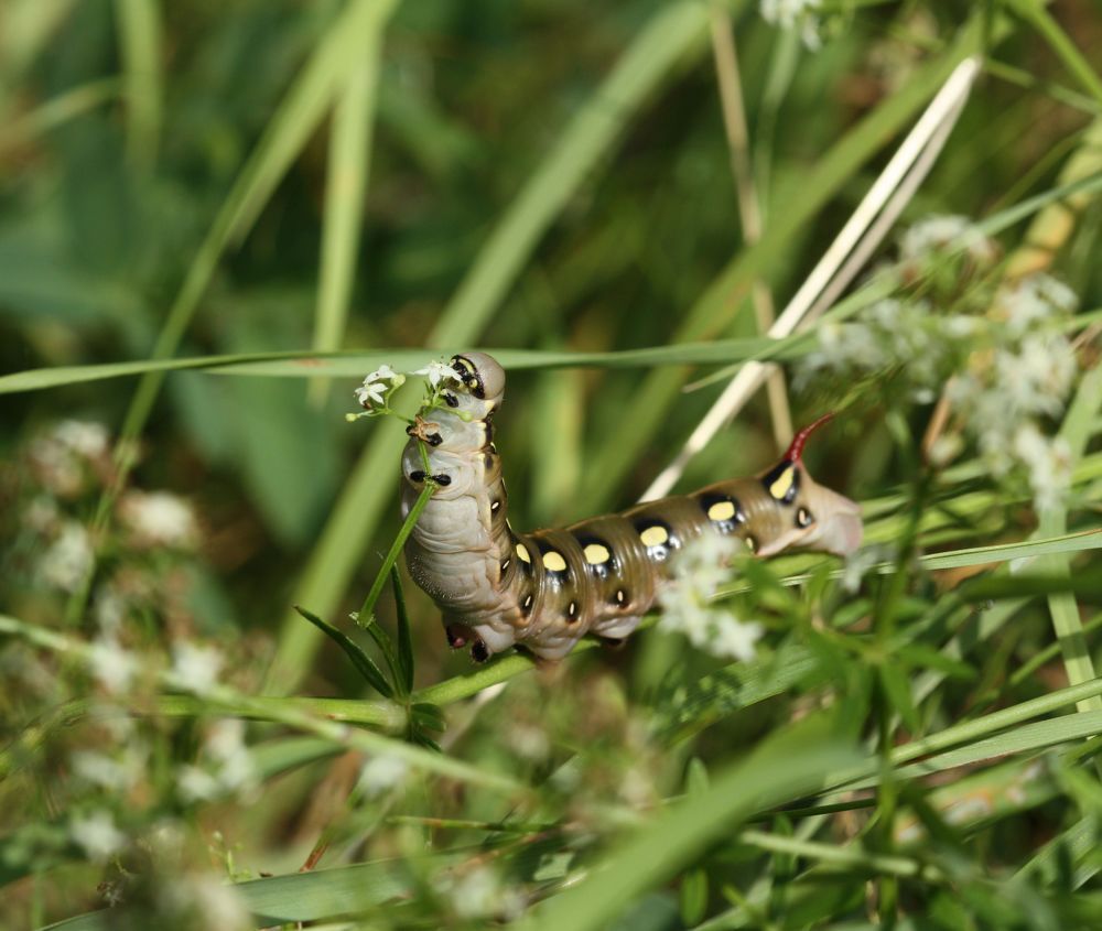 Фотография автора Олег Комарицкий