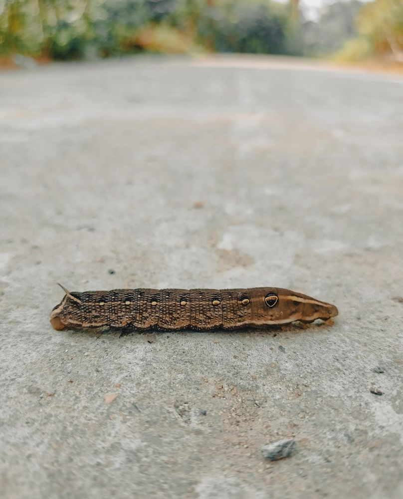 Photograph by Souvik Bhattacharyya