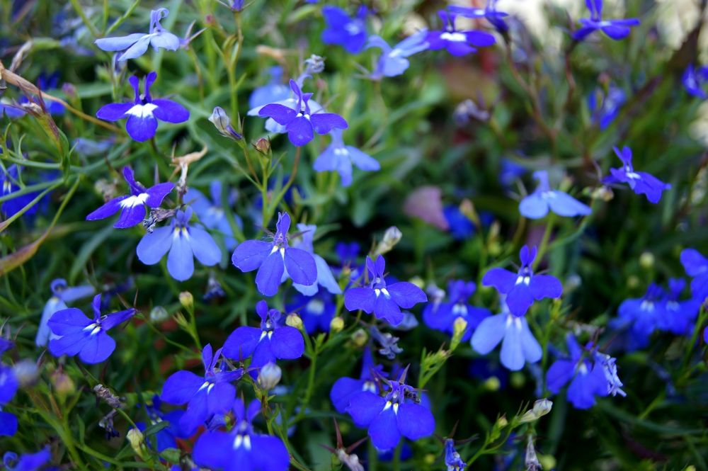 Photograph by Светлана Стрельцова